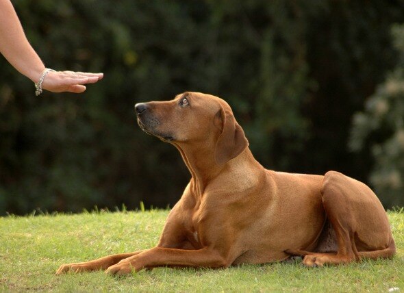 how-to-become-a-professional-pet-sitter-dog-walker-petmd