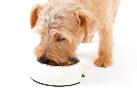 Healthy Dog Food for Your Dog's Digestion