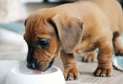 Best Natural Foods for Puppies: What to Look For