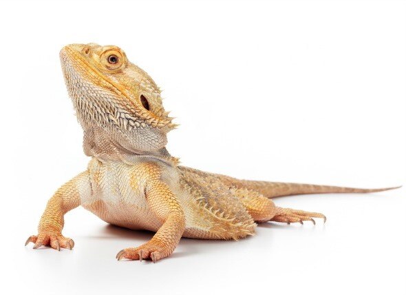 The 5 Best Reptiles and Amphibians for Kids