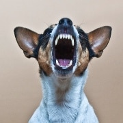Gimme a Break! How Hard Can It Be to Brush Your Pet’s Teeth?