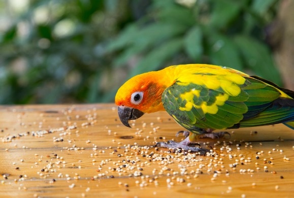 are bird seeds bad for dogs