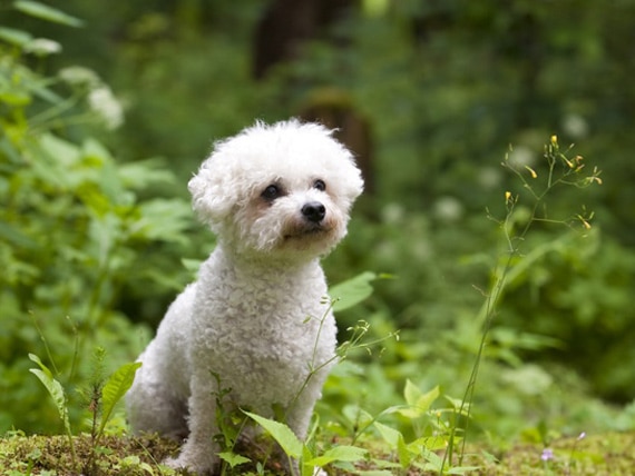 9 Dog Breeds with the Highest Cancer Rate | PetMD