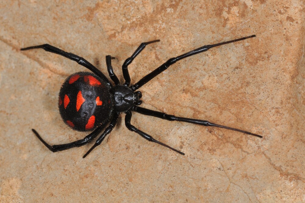 Black Widow Spider Bite Poisoning in Cats