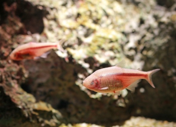 A Look at the Blind Cave Tetra
