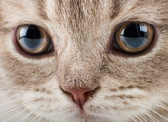 Blood in the Front of the Eye in Cats