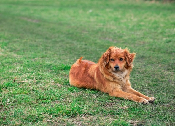 Blood Related Deficiencies in Dogs