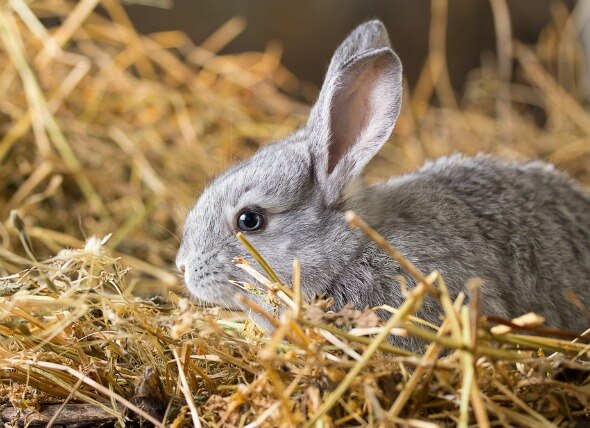 Blood in the Urine in Rabbits