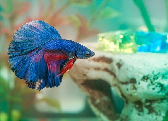 How to Take Care of a Betta Fish: History, Life Span, Feeding, and Tank Setup