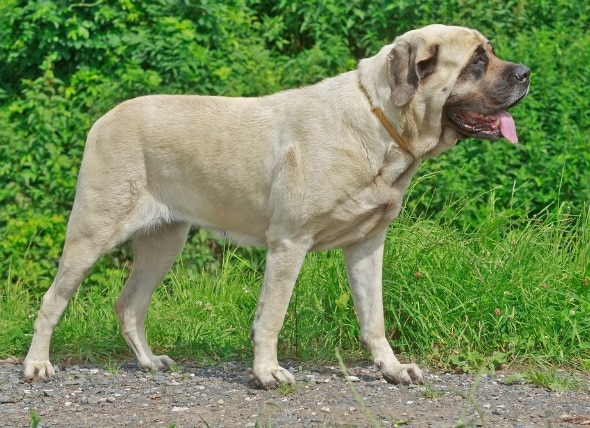 Bone Cancer (Chondrosarcoma) in Dogs
