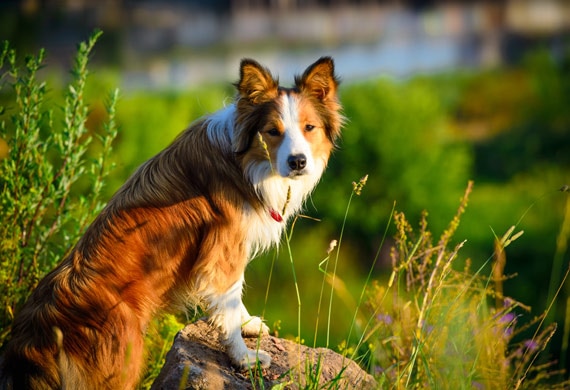 How Did My Dog Get Ticks? PetMD - Main Image