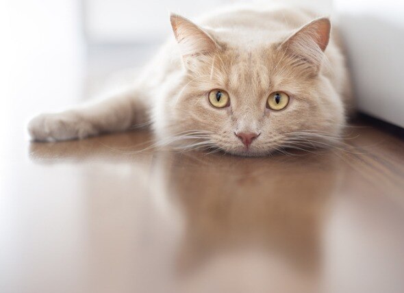How is Heartworm Disease Treated in Cats?