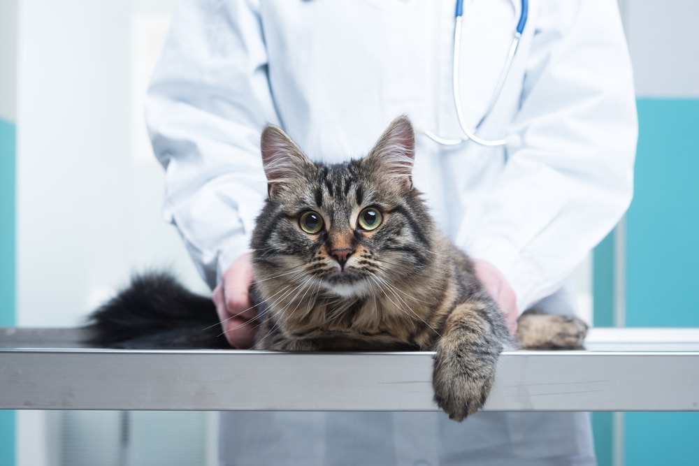Brain Inflammation in Cats