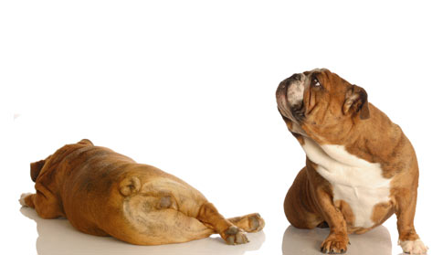 Treating Flatulence with Dietary Supplements in Dogs
