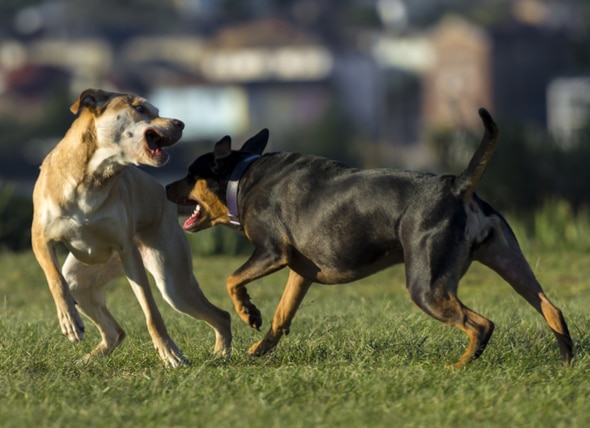 What to Do About a Dog That Bullies Other Dogs