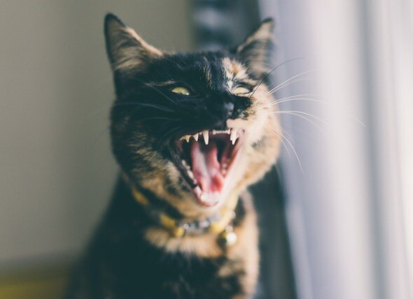 9 Interesting Facts About Cat Teeth
