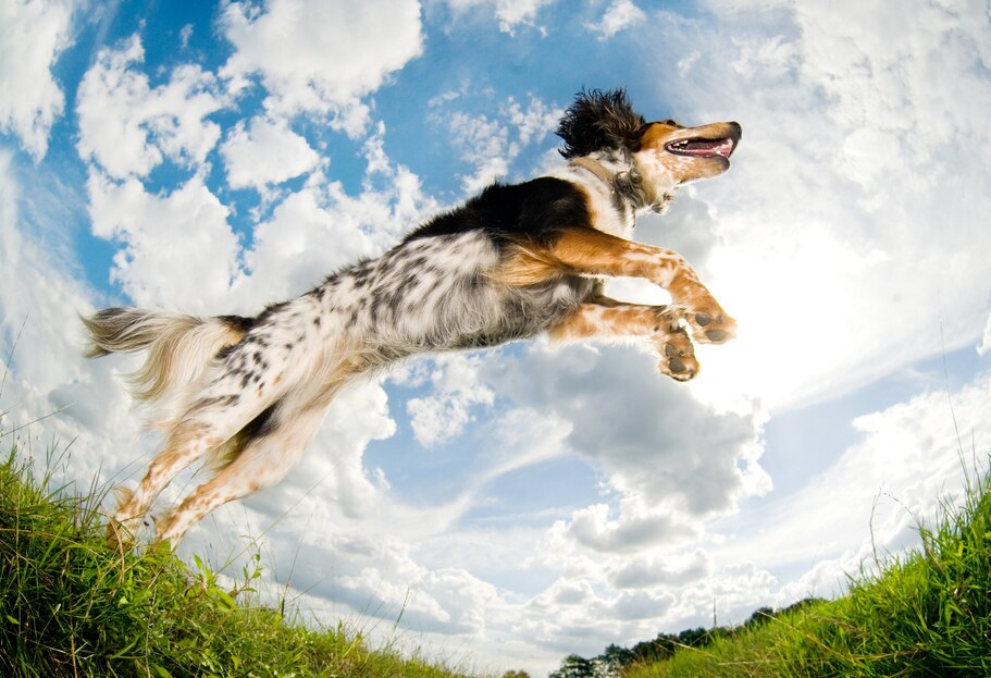 Natural Calming Remedies for Pets PetMD