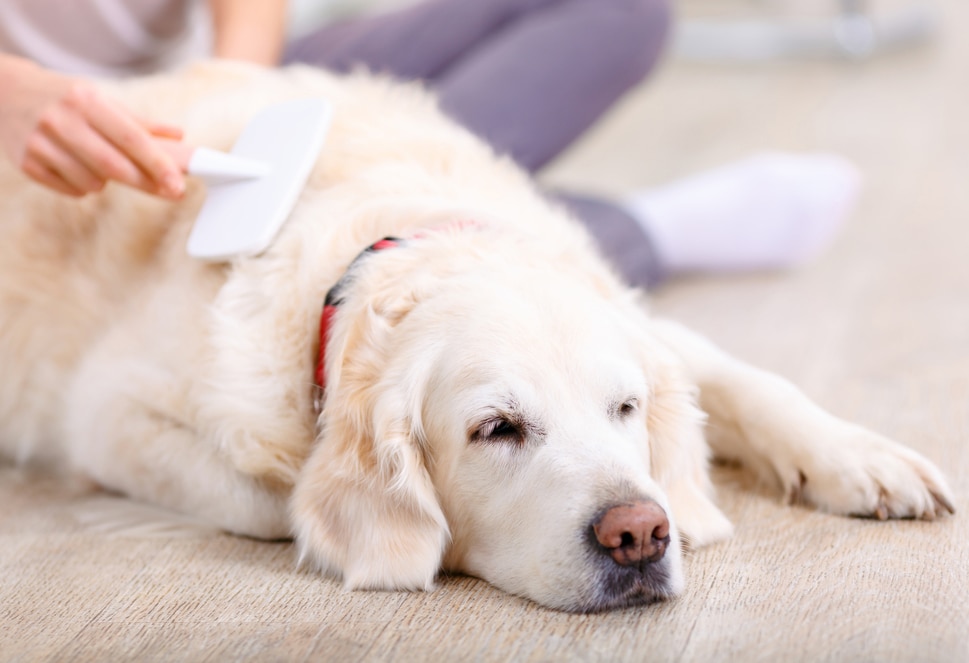 Natural Calming Remedies for Pets PetMD