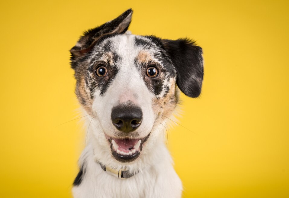 Natural Calming Remedies for Pets PetMD