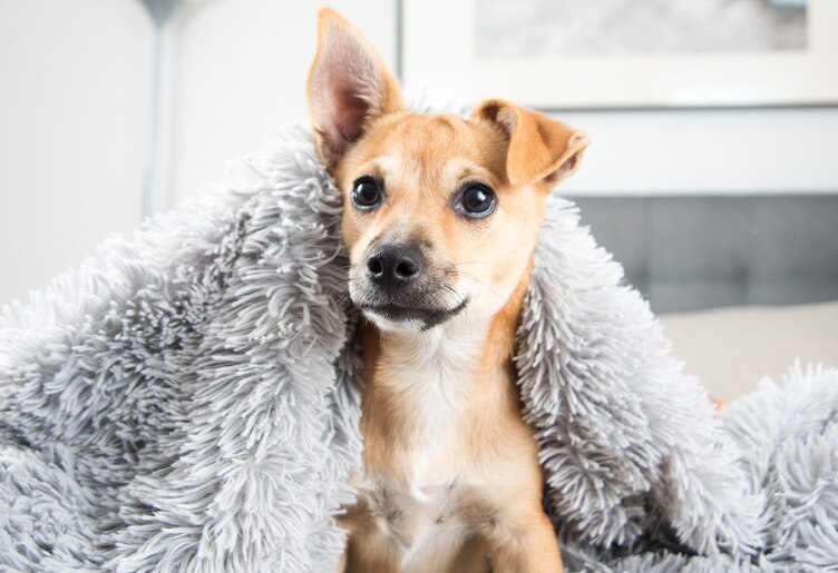Natural Calming Remedies for Pets PetMD