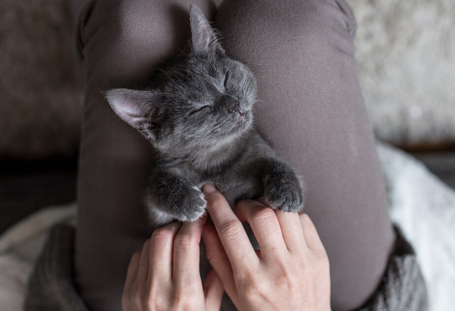 Natural Calming Remedies for Pets PetMD