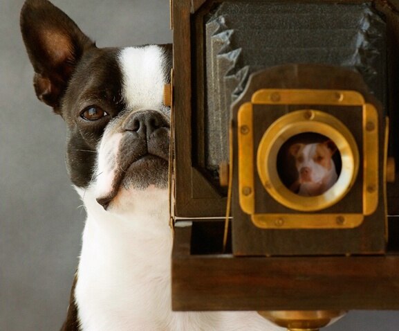 Five ways you can use videos to optimize your pet’s health