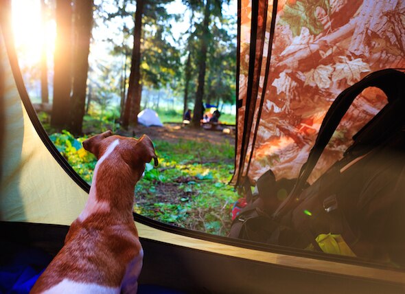 Camping with Your Dog? Read These Vet-Approved Tips