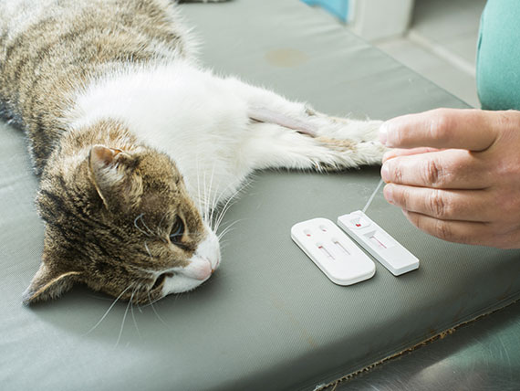 When Your Pet's Cancer Tests Prove Nothing, What Then?