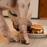 Nutrition for the Canine Cancer Patient