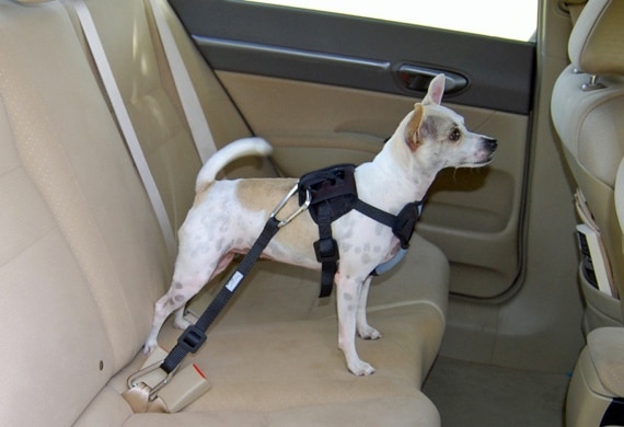 Dog car hotsell safety products