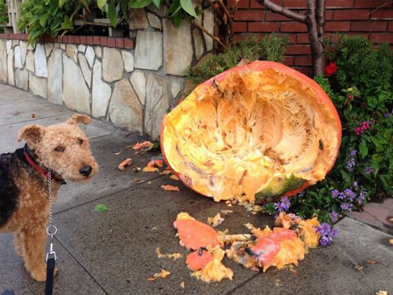 The Health Benefits Pumpkin Provides for Our Pets