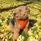 Seasonal Pet Health Hazards Associated with Fall