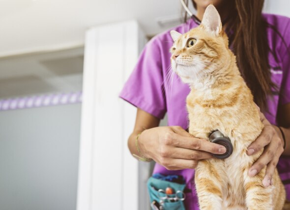 Cat Health: A Veterinarian’s Take on Take Your Cat to the Vet Day