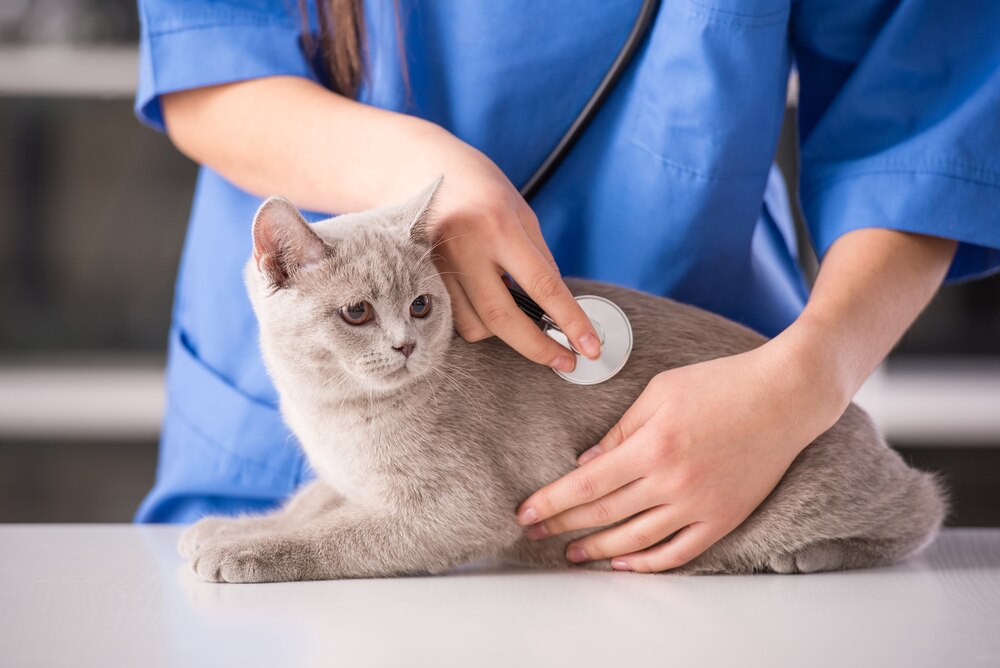 Enlarged Heart (Dilated Cardiomyopathy) in Cats