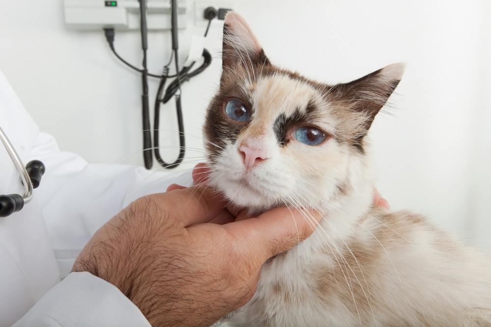 Nose Cancer in Cats