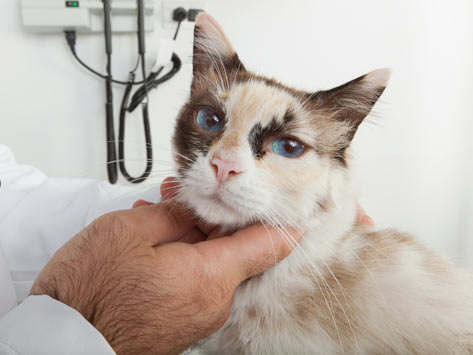 Tumor Related to Vaccinations in Cats