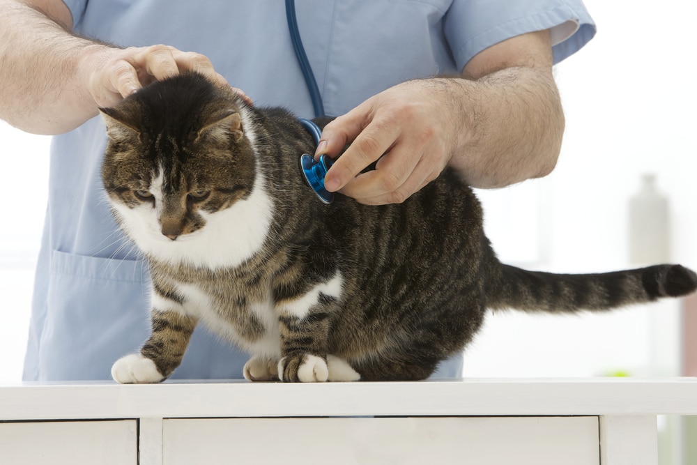 Shoulder Joint Ligament and Tendon Conditions in Cats