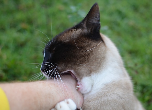 How to Stop a Cat From Biting