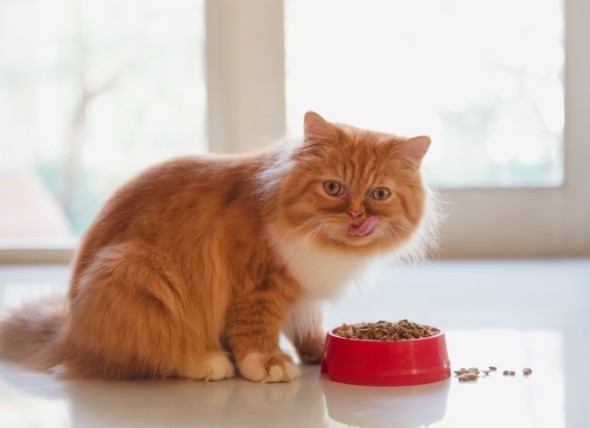 Cat Dieting: How to Help Your Cat Lose Weight