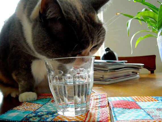 Feline Urinary Issues: The Importance of Water Consumption