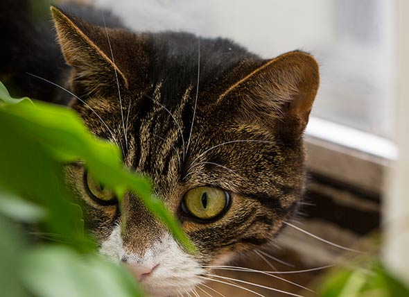 Is It Safe for Your Cat to Eat Bugs?