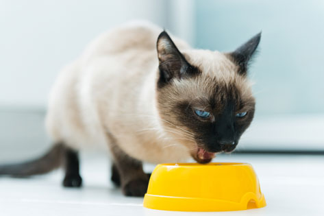 5 Ways to Know Your Cat Food is Worth the Money