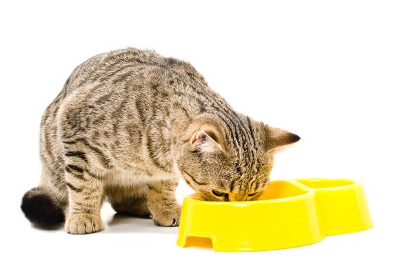 10 Tips for Creating a Stress-Free Environment for Your Cat Biology Diagrams