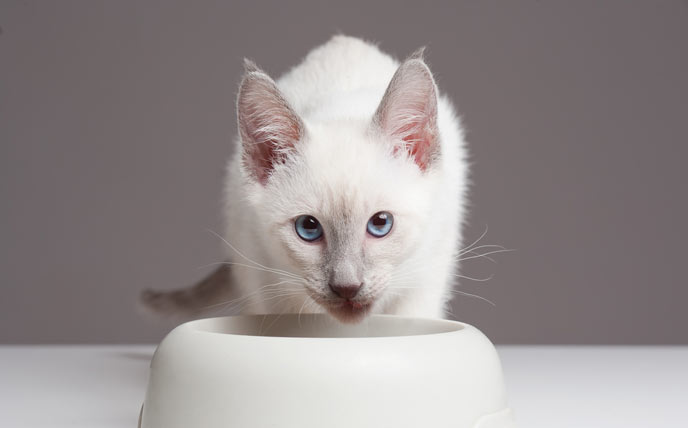 How Limited Iodine Diets Can Be Used to Treat Cats with Hyperthyroidism