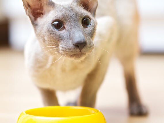 4 Reasons Life Stage Diets Help Improve Cat Health