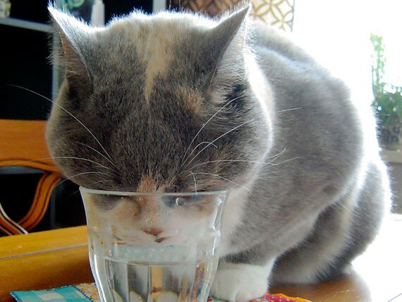 Can the Type of Water Bowl Make Cats Drink More?