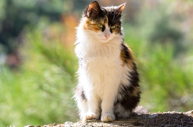 Cat Genetics: A Progressive Look at Coat Colors & Patterns - Tails & Tips