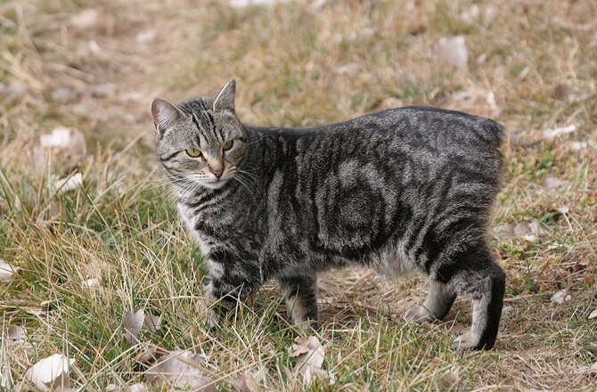 7 Common Genetic Disorders in Cats | PetMD