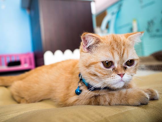10 things you can't forget when your cat's got chronic renal disease