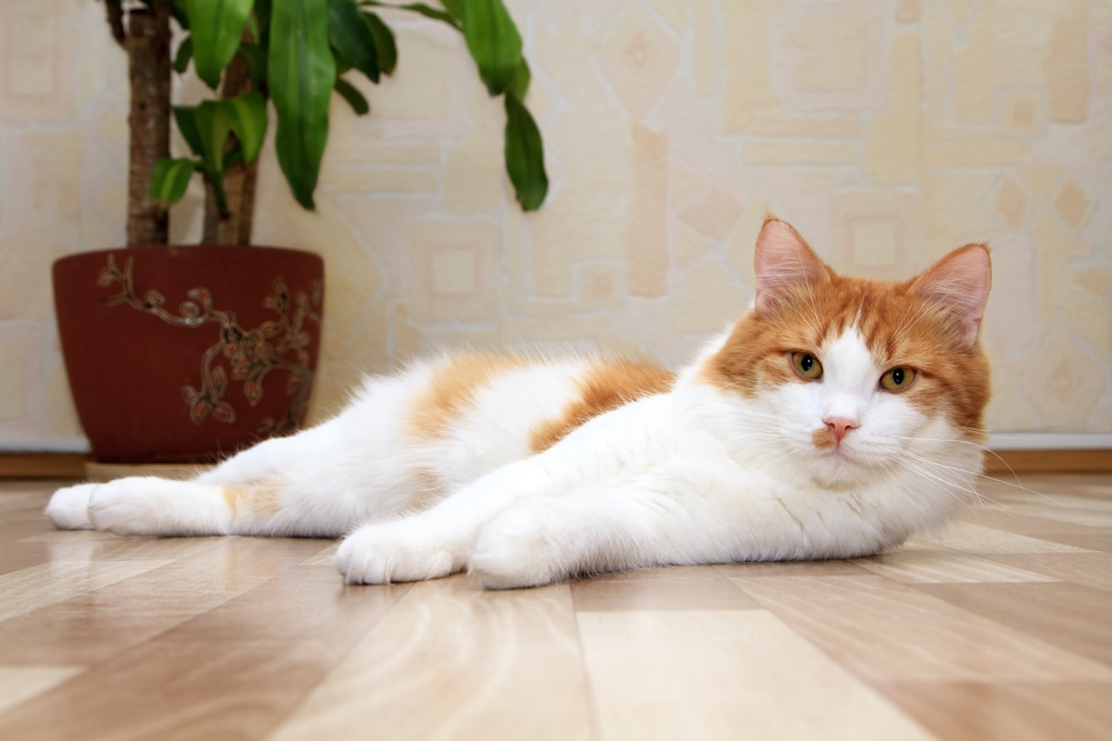 Stomach Infection with Helicobacter in Cats